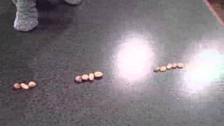 Peanuts for the Elephant