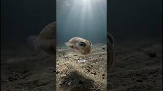 This squid hires bacteria to hide it | Hawaiian Bobtail Squid