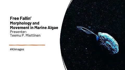 2025 Image Awards Lightning Talks - Free Fallin