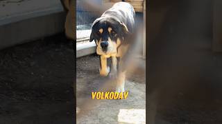 Qurdbasar Black Volkodav These Are The Dogs That Will Defeat The Wolf 