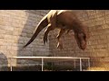 Dinosaur trampoline fail