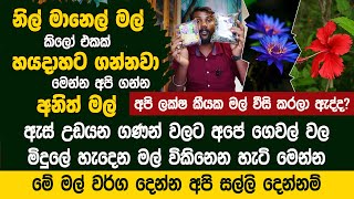 අපේ ගෙවල් වල ඔහේ තියන මල් ඇස් උඩයන ගණන්වලට  මිලදීගන්න තැන මෙන්න පිස්සු හැදෙන