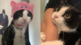 Try Not To Laugh 🤣 New Funny Cats Video 😹 - Just Cats Part 18