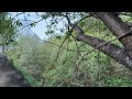 Mountain River Sounds & Birds Singing 🌿 Deep Relaxation Nature Escape