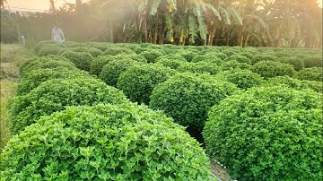 Tưới phân kết hợp thuốc trừ bệnh cho cúc mâm xôi - cúc sớm(12-10al) #flowers #hoatet #garden