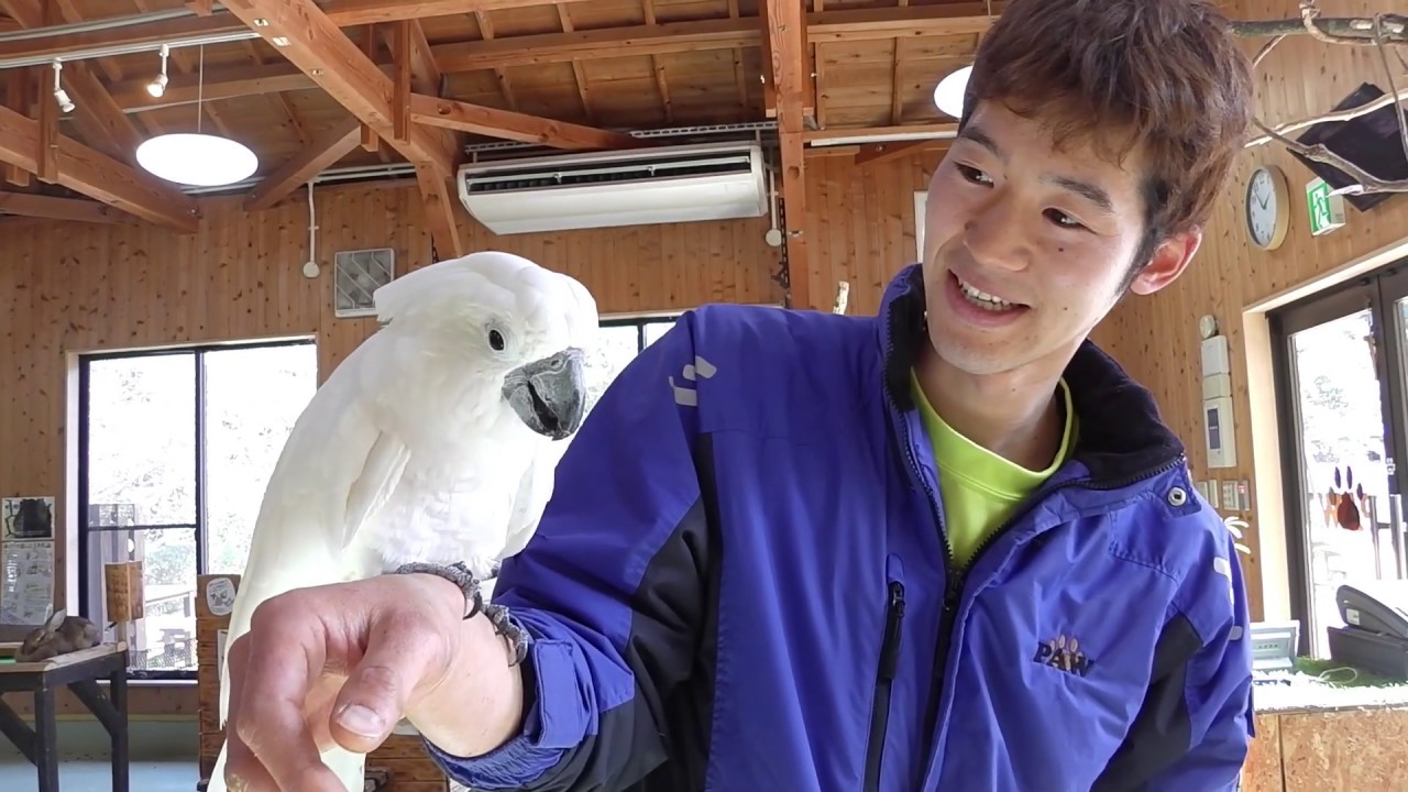 Can cockatoo open the box? - YouTube