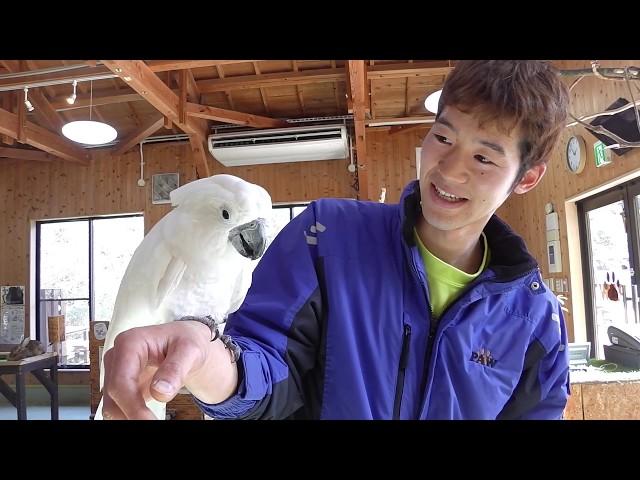 Can cockatoo open the box? - YouTube