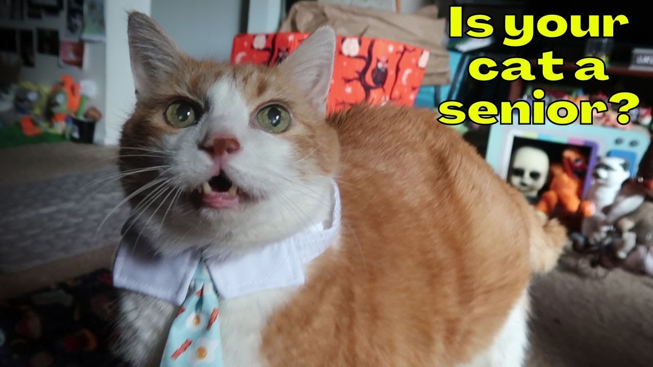 4 Ways To Tell If Your Cat Is A Senior Citizen YouTube 4-ways-to-tell-if-your-cat-is-a-senior-citizen-youtube