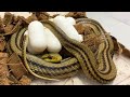 かわいいシマヘビがたまごを産みました🥚【シマヘビ飼育】♦️A cute striped snake gave birth to an egg🥚