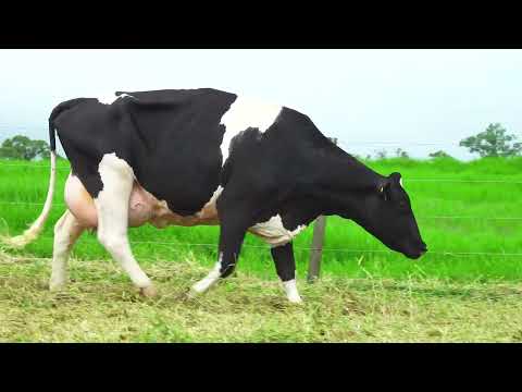 LOTE 66 RICCA POTIRA 6535 KNOX