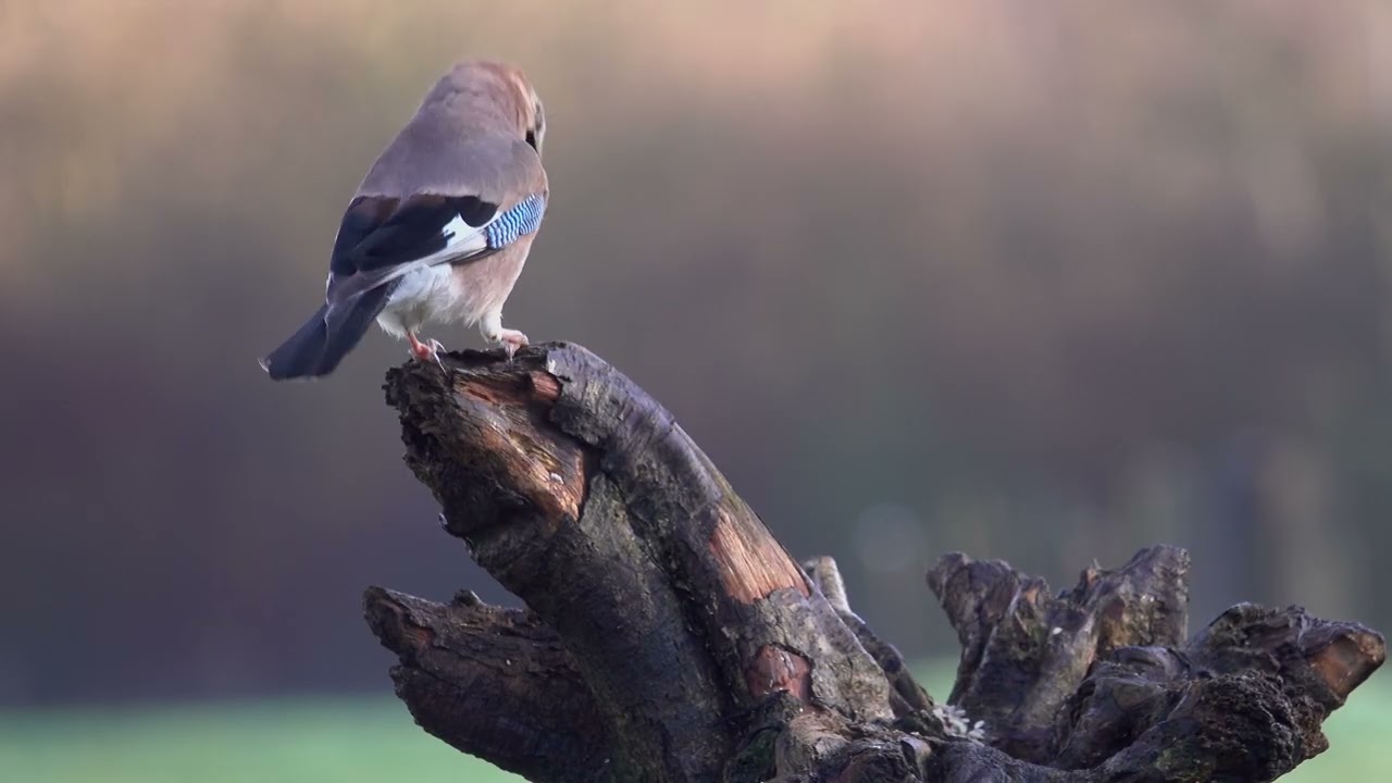 Futterstelle - Videotagebuch 15. u.16.12.2025