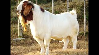 Free Goat Sound   Free Sound Effects 6
