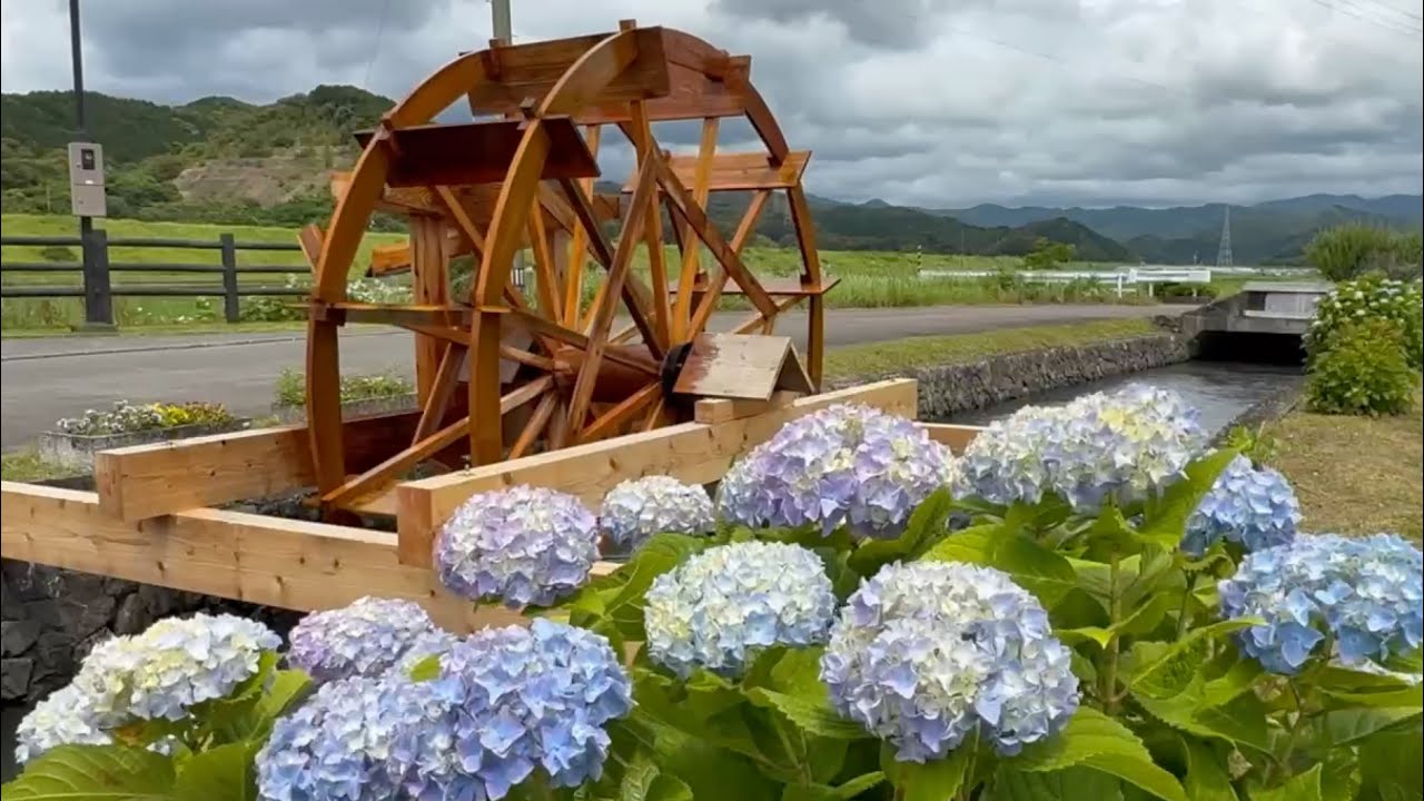2026/05/23 紫陽花と水車が創り出す日本の原風景 安並水車の里（BGM