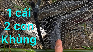 không ngờ đi dỡ lờ đem về,vậy mà dính cặp  cá cụ tổ ở ao nước cạn