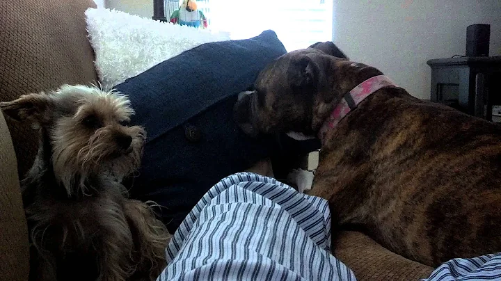 Pippy and Rowan Satterfield