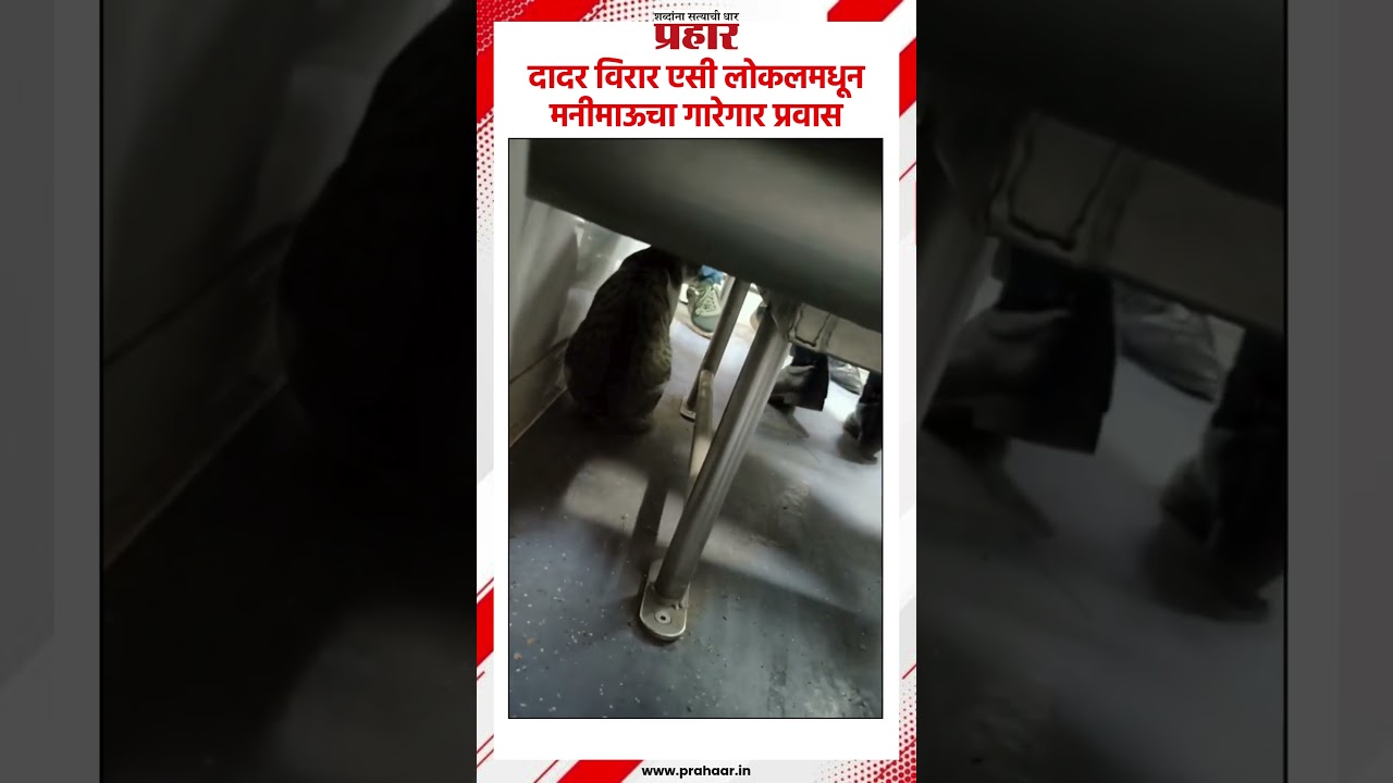 दादर विरार एसी लोकलमधून मनीमाऊचा गारेगार प्रवास..#prahaarshort #dadartrain #aclocaltrain #cat