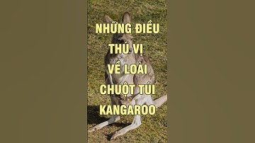 Những điều thú vị về loài chuột túi Kangaroo