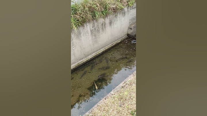 Ikan Mas di Selokan Jepang