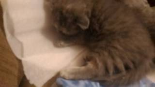 спящие котята кошка и котята спящие котята кошка и котята