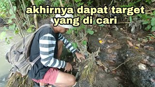 Hunting for wild bonsai material