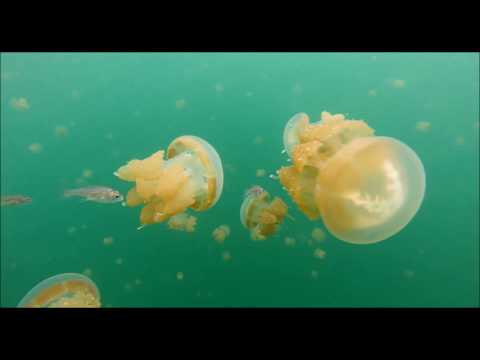 Videó: Garnélarákot és Medúzát Találtak Egy Jégréteg Alatt Antarktiszon. Alternatív Nézet