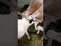 #Goats #Kids #VillageLife #Nature #CuteAnimals #FreshGrass