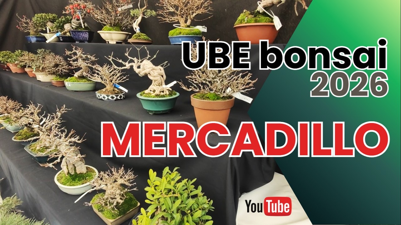 UBE bonsai 2026 | MERCADILLO |  #bonsai #ubebonsai #aranjuez #mercadillobonsai