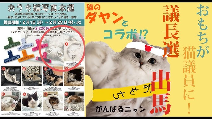 猫のダヤン 猫会議21の議長候補になりました おもちです わちふぃーるど Youtube