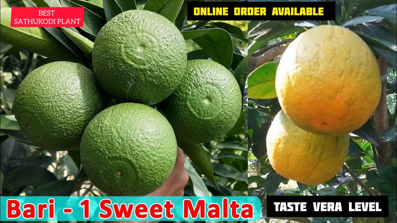 BARI1 SWEET MALTA PLANT SWEET SATHUKODI GRAFTED PLANTS MALTA