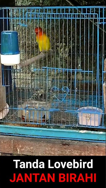 CIRI LOVEBIRD JANTAN SAAT BIRAHI