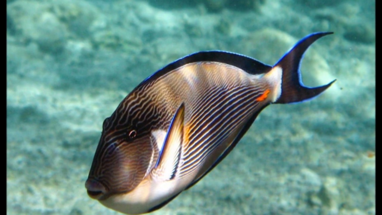 Рыба хирург - YouTube