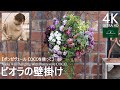 ビオラの壁掛け／'ポンゼヴェール COCO' ハンギング寄せ植え【冬のガーデニング】-フローラ黒田園芸- mixed planting/ Winter gardening 4K ULTRA HD