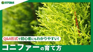 134 Q A コニファーの育て方 剪定は必要 水やりや肥料など日々の管理もご紹介 Plantiaq A 植物の情報 育て方をq A形式でご紹介 Youtube