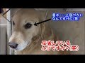 大惨事！いたずらするゴールデンレトリバーのはっち