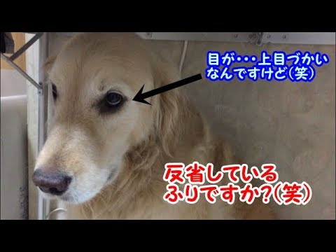 大惨事 いたずらするゴールデンレトリバーのはっち Youtube