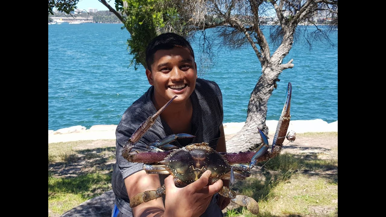RECORD BREAKING BLUE SWIMMER IN SYDNEY HARBOUR