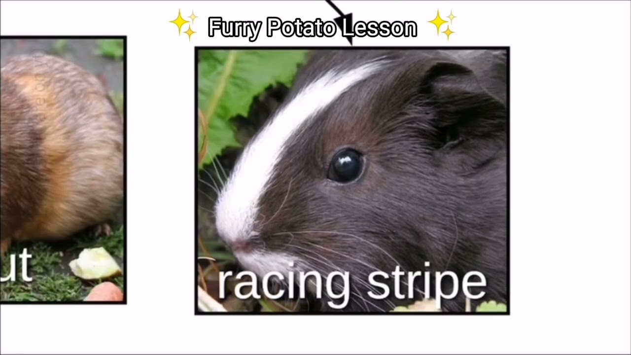 Furry potato lesson(VERY EDUCATED LESSON) :3