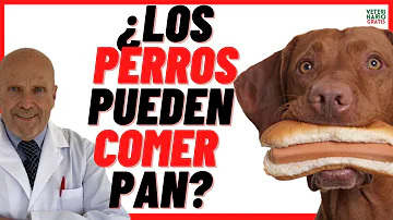 ¿Pueden comer tostadas los perros?