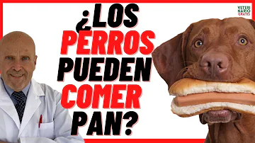 ¿Pueden comer pan los perros?