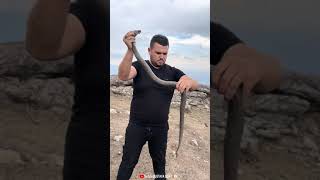 Melanistik Koca Engerek Yılanı Ilancımustafa