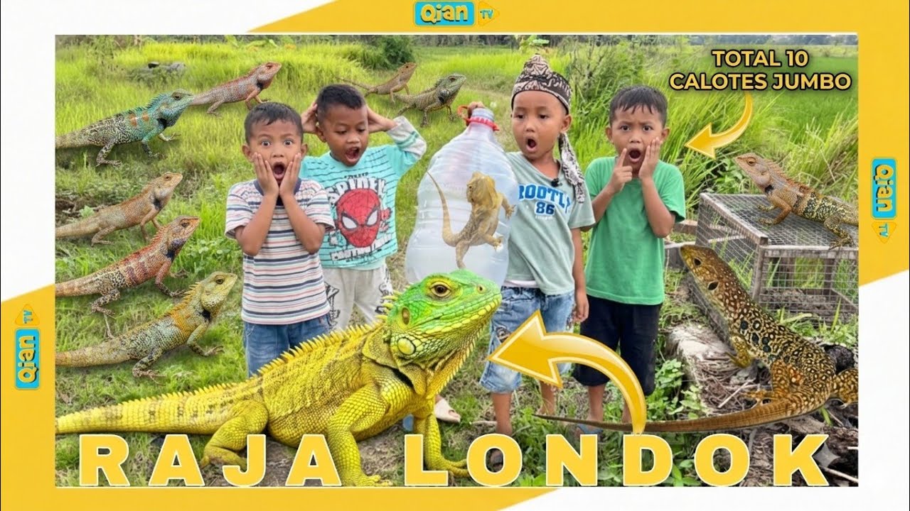 Memburu Bunglon Raksasa di Sawah: Petualangan Tak Terduga