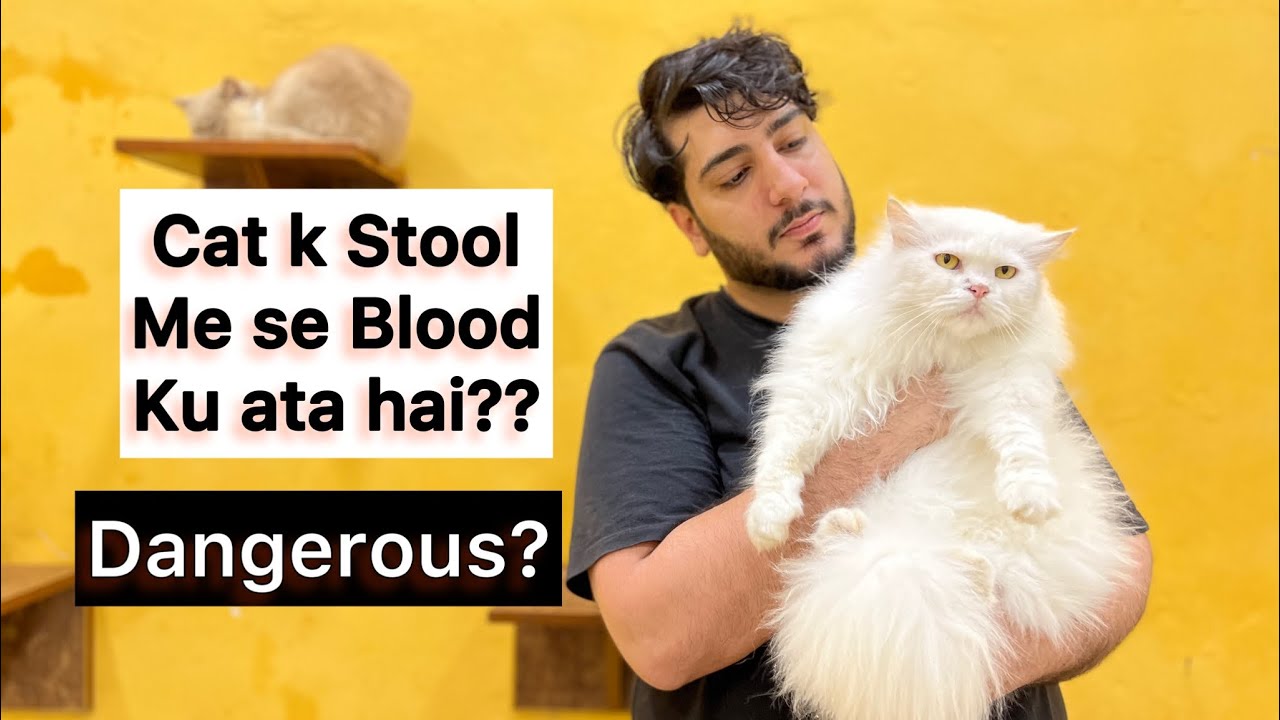 Cat k Stool ( Potty ) me Khoon ? 😰 why is there blo*d in your cat’s