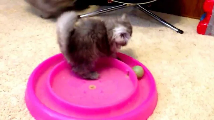 Watch the video about Suki and Vladimir- 11wk old Rare Earth Smoke Persian Kittens at Play