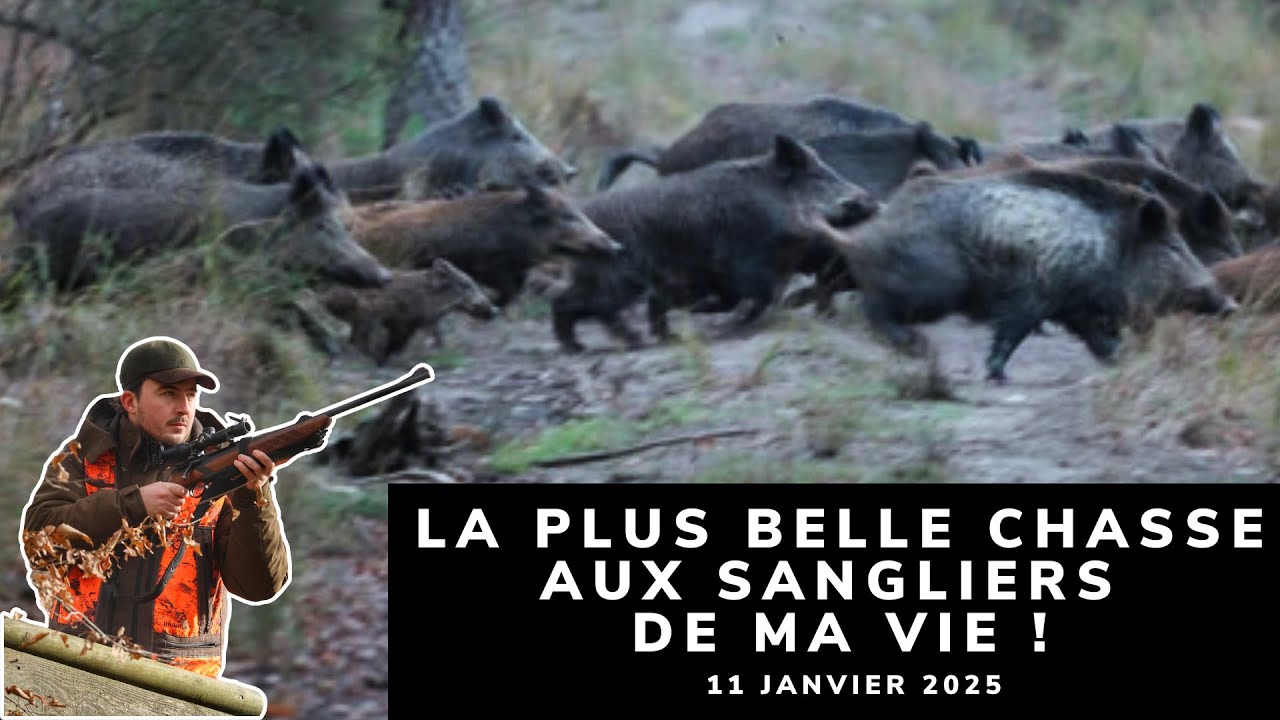 LA PLUS BELLE CHASSE AUX SANGLIERS DE MA VIE !