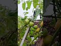 Kondisi Tanaman ku ketika Baru Diguyur Hujan 🏡💚#garden #urbanfarming #berkebun #fypシ