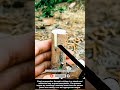 Simple Plant Propagation by Stem Cuttings !! #shorts #innovation