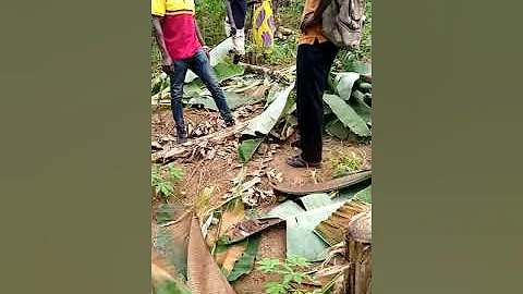 Forest people destroying farmers farmland at kwahu Twenedurase