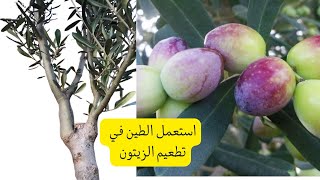 تطعيم الزيتون البري واستعمال الطين لتطعيم/greffage d olives/best grafting technique a trees