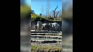 Zürich Zoo Elephant Departement screenshot 4