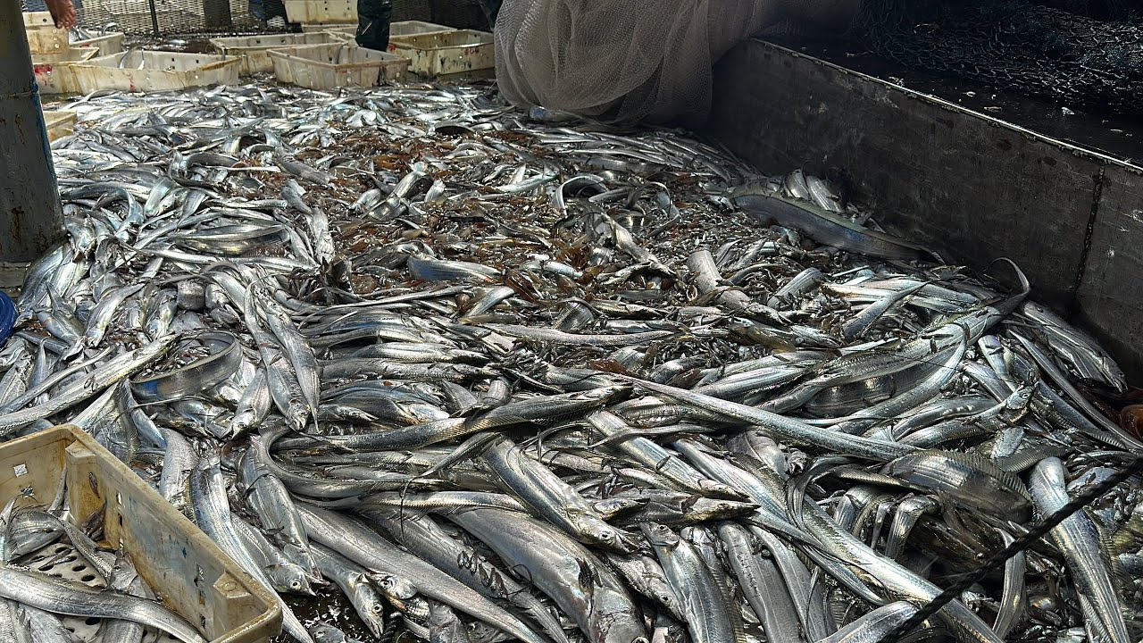 Mành chụp võ thép ngày 3 đánh được 3 tấn cá hố - Dân Biển